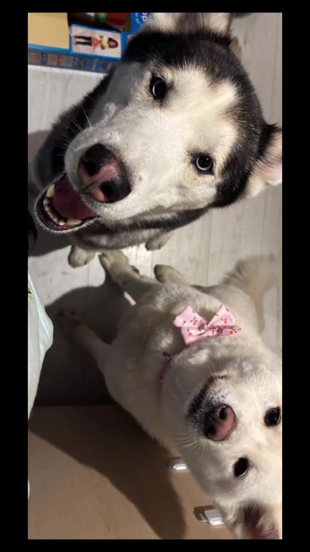 Japanese Akita Inu dogs for sale: Beautiful, Well-Trained Japanese Akita  - Video 1