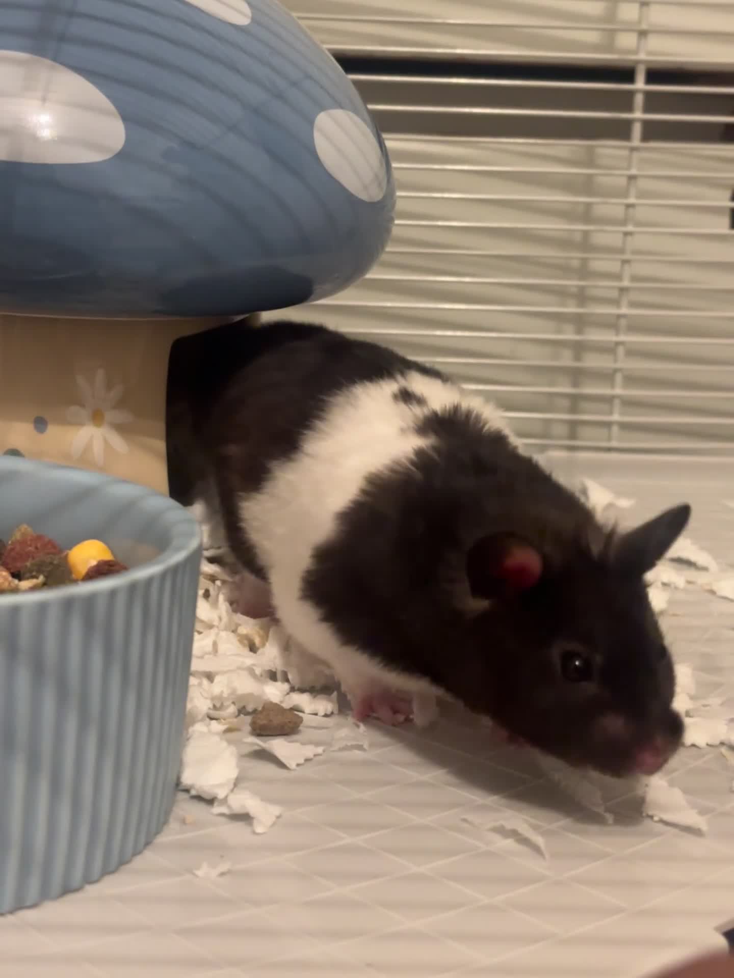 Hamster rodents for sale: Syrian Hamster Male Black and White in London - Video 1