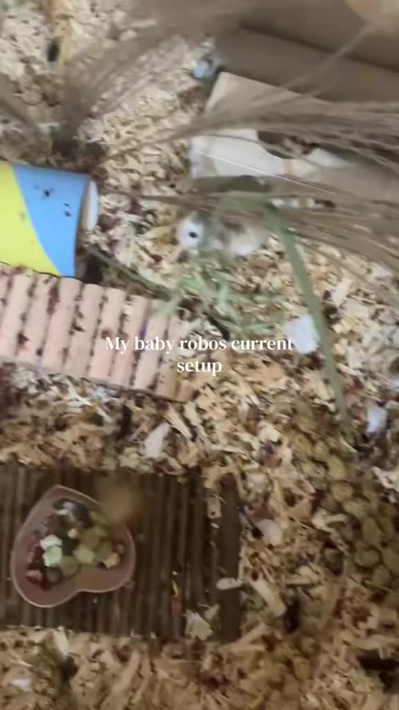 Hamster rodents for sale: Roborovski hamster w/full setup  - Video 3