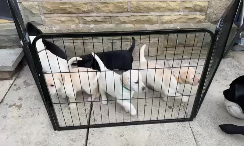 Labrador Retriever dogs for stud: Chocolate Labrador For Stud in Burnley - Video 2