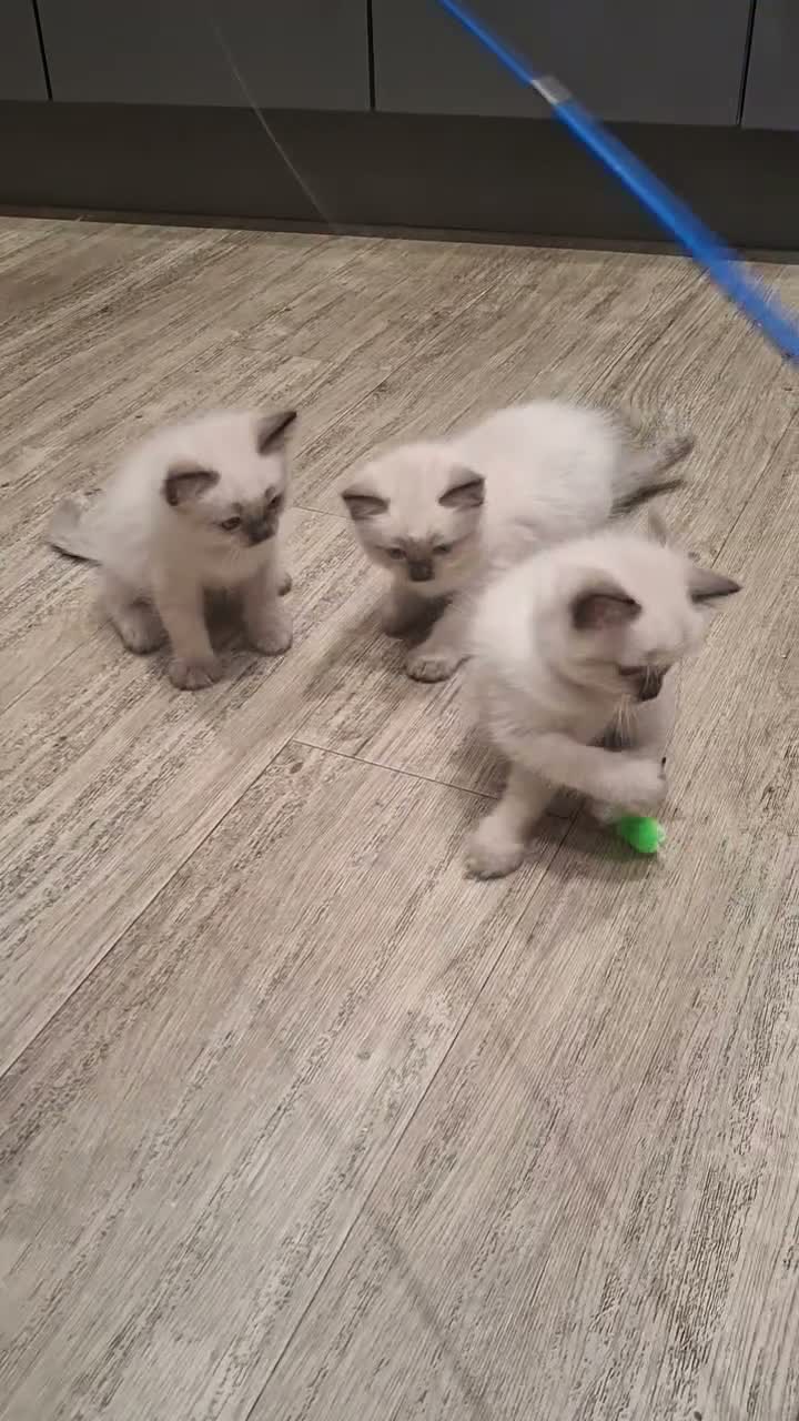 Ragdoll cats for sale: 🌸 Purebred Adorable Ragdoll Kittens 🌸 - Video 1