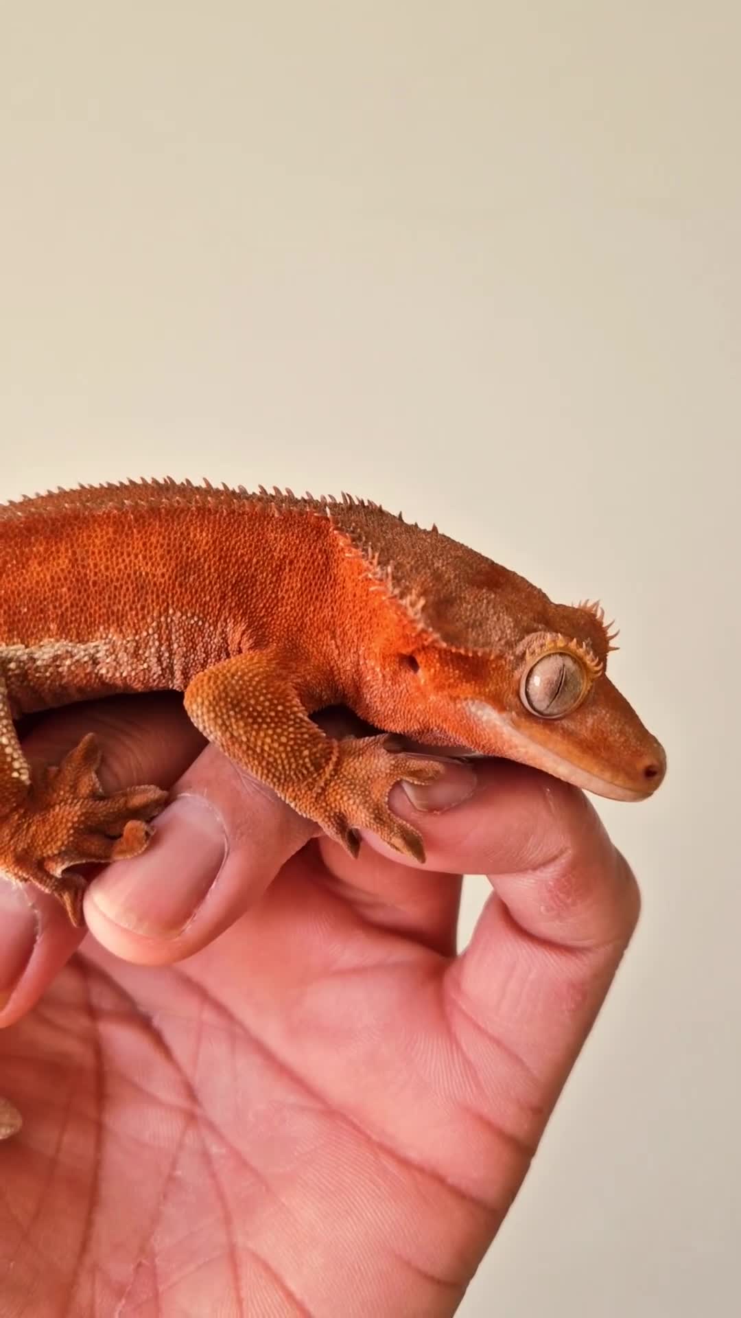 Gecko reptiles for sale: Red Phantom Lilly White  - Video 3