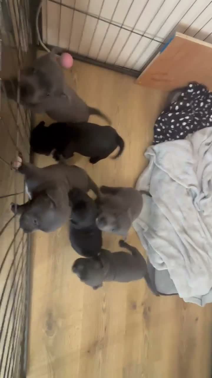 Staffordshire Bull Terrier dogs for sale: 🔥 LAST GIRL KC STAFFY PUPPY READY FOR HER HOME 🐾 - Video 1