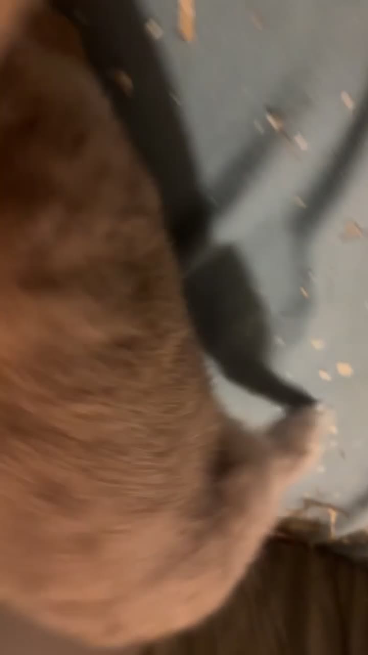 Mini Lop rabbits for sale: Mini lop male rabbit for sale 🤍 - Video 1