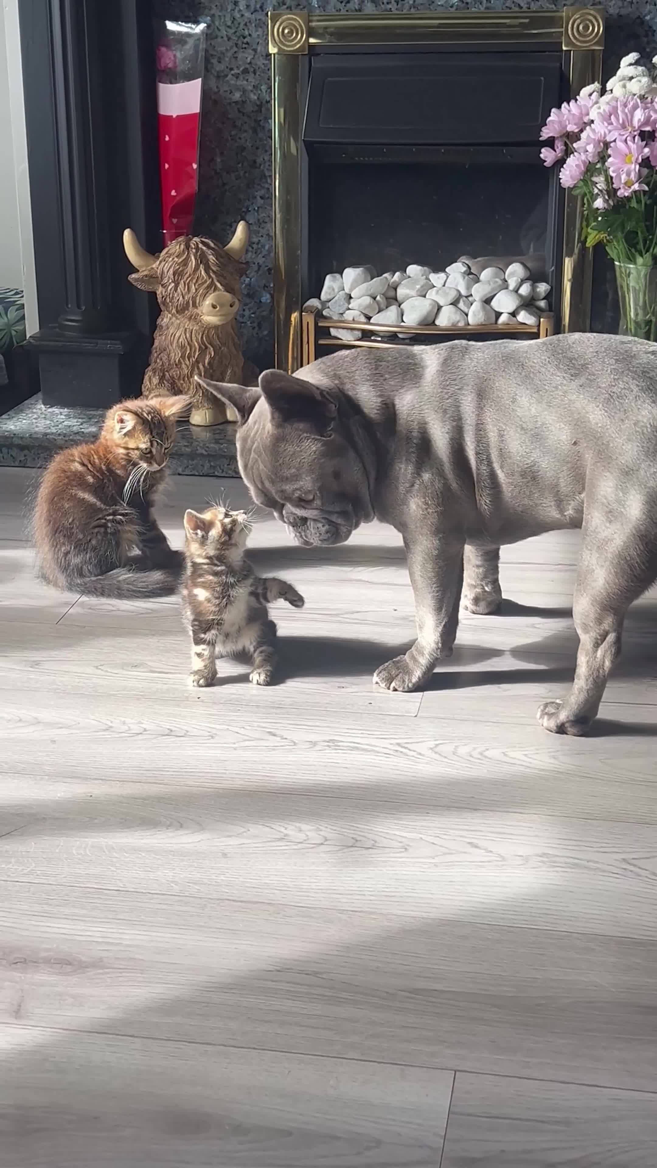 Mixed Breed cats for sale: 3 beautiful baby’s looking for their loving home  - Video 1