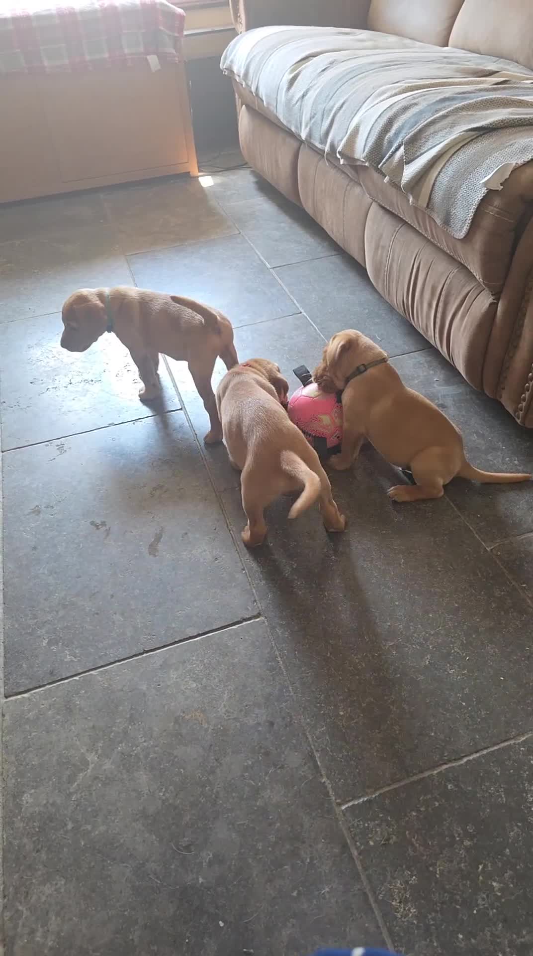 Labrador Retriever dogs for sale: Labrador fox red puppies - Video 1