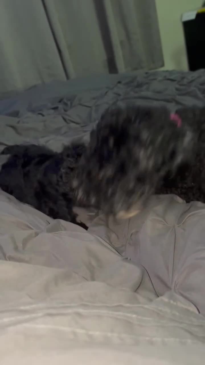 Mixed Breed dogs for sale: Mixed breed cocopoo/jackapoo - Video 2