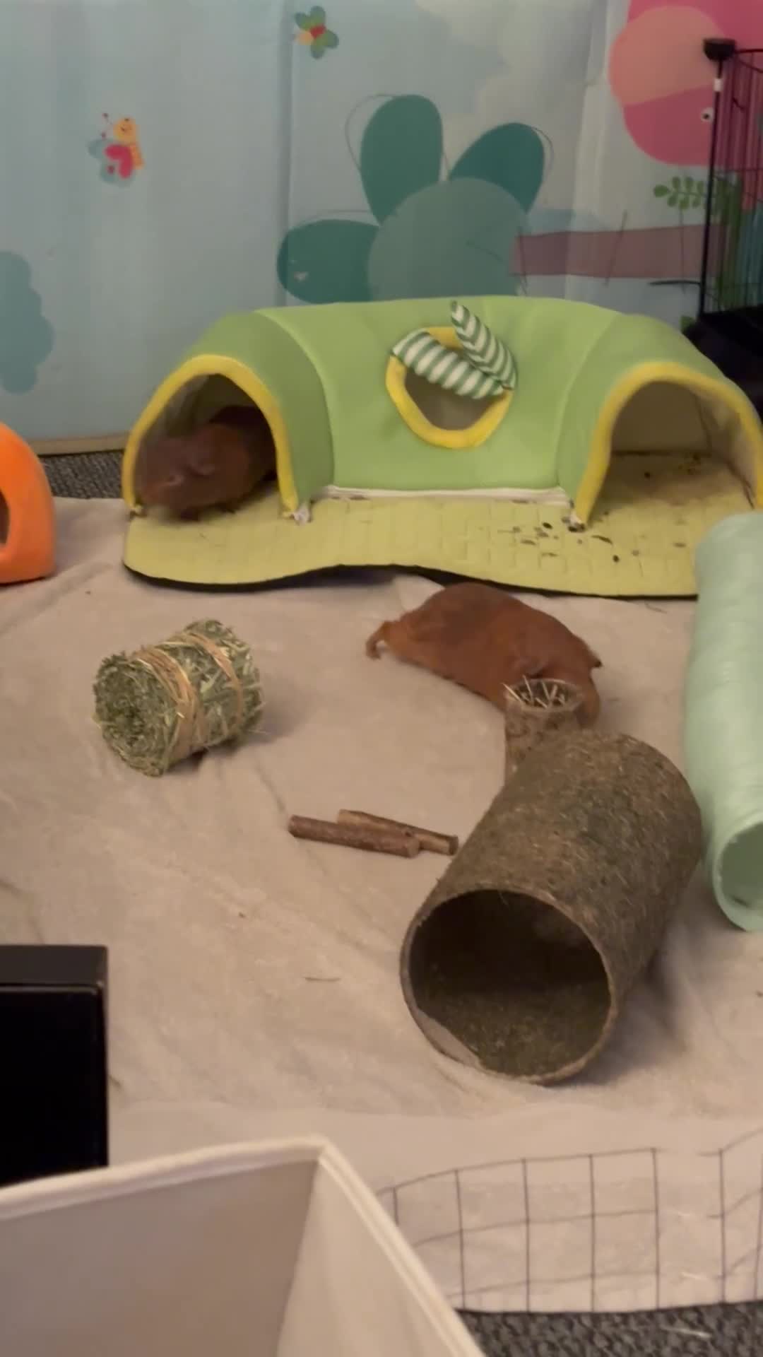 Guinea Pig rodents for sale: 2 male guinea pigs for sale - brothers in Manchester - Video 1