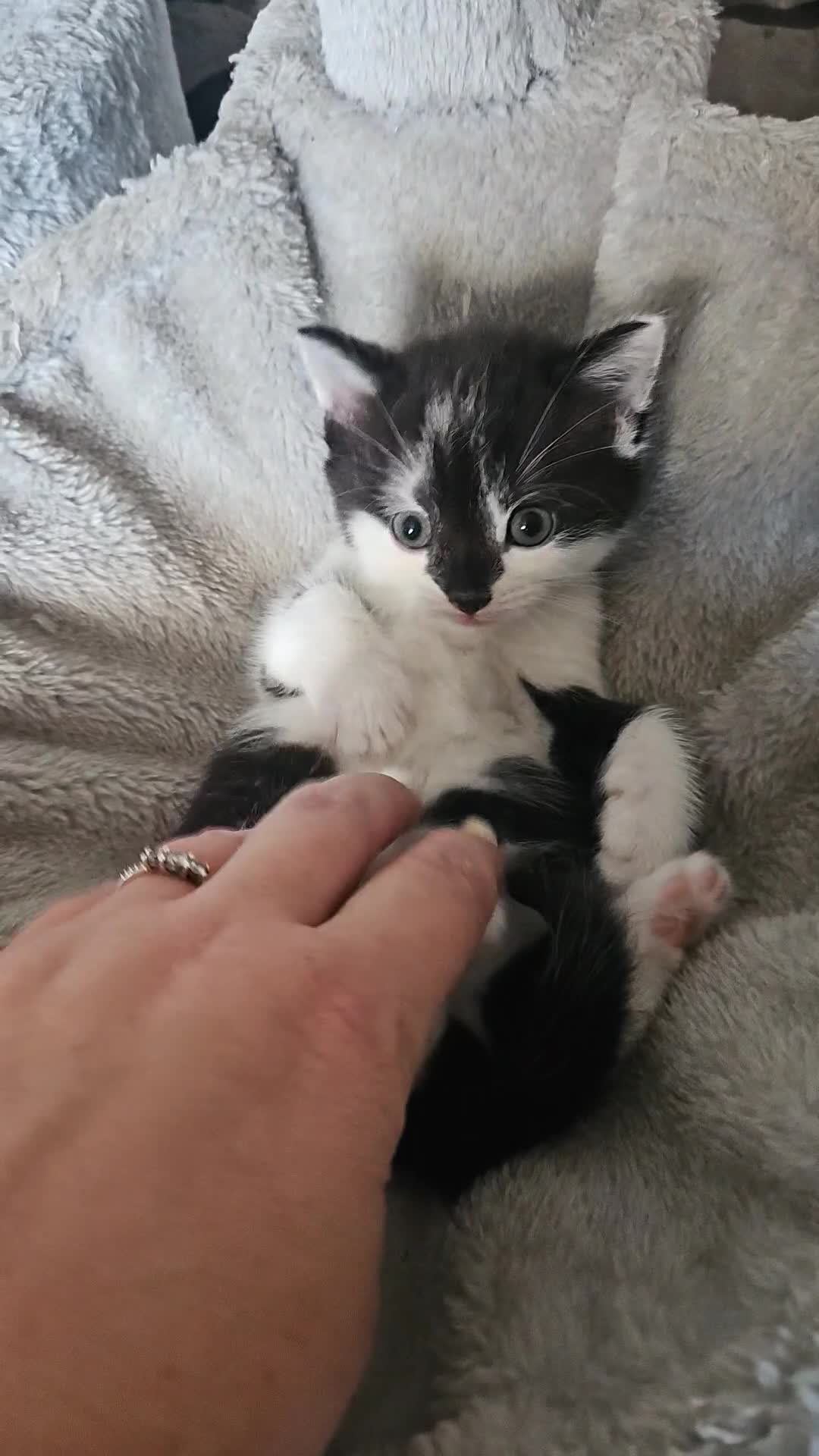 Russian Blue cats for sale: Russian blue mix  - Video 2