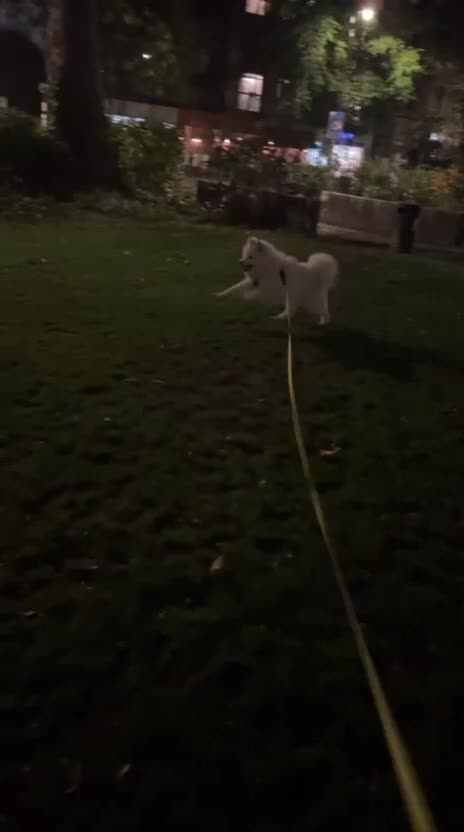 Samoyed dogs for sale: 10 Month Old Samoyed Ready for His Forever Home! - Video 1