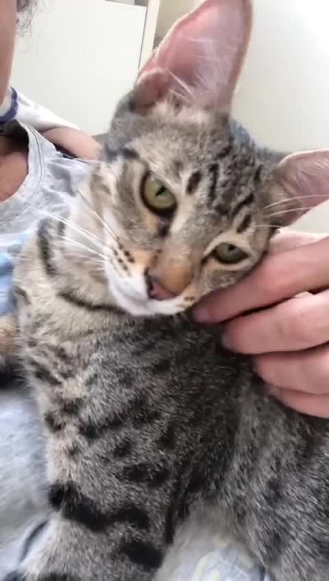 Mixed Breed cats for adoption: JAJA - HEALTHY - BALL OF FUN-INTELLIGENT-NEUTERED  - Video 5