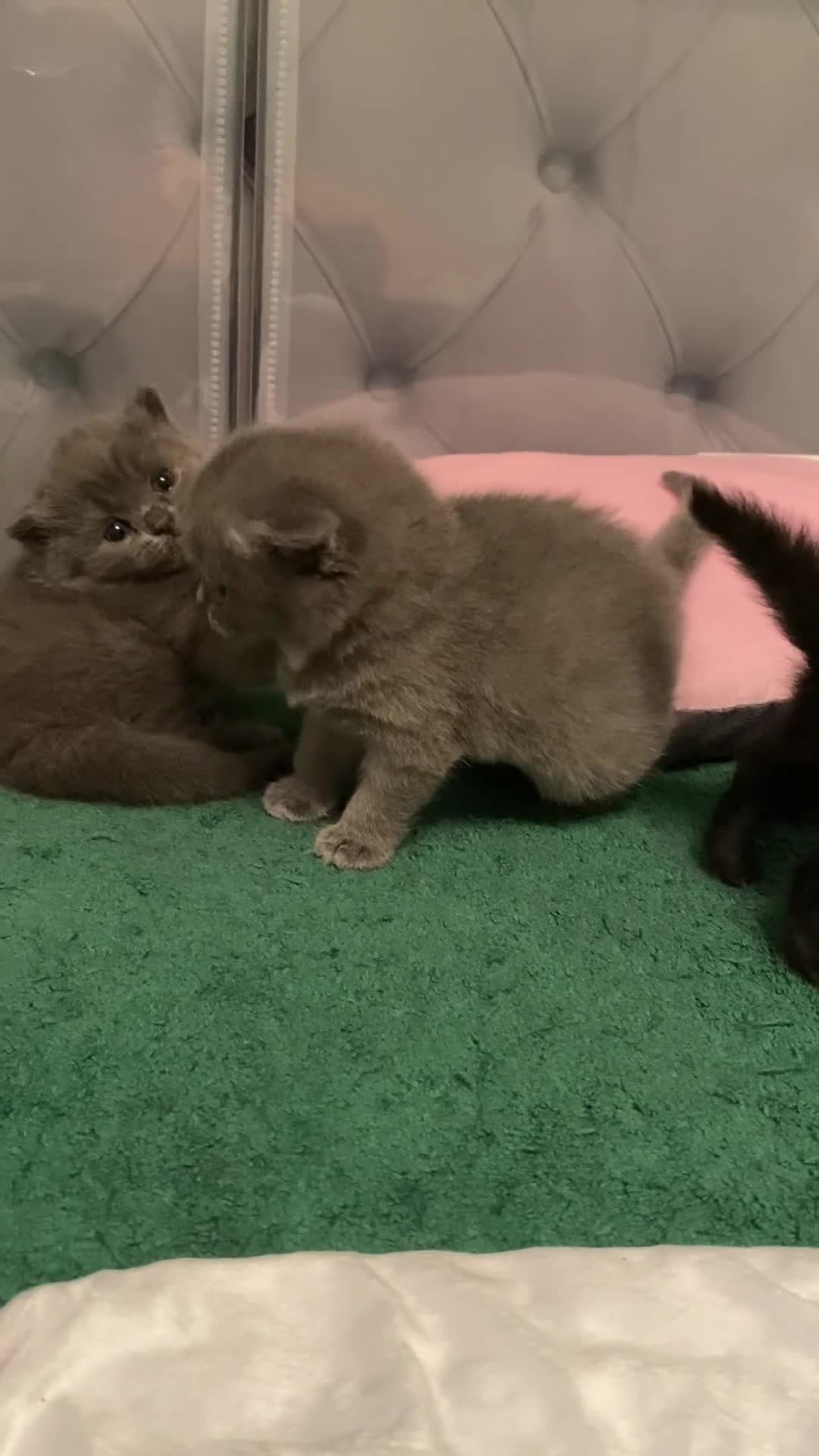 British Shorthair cats for sale: Amazing Pedigree British Shorthair Kittens  - Video 4