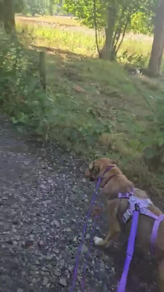 Mixed Breed dogs for adoption: Piglet is looking for a home! in Littleborough - Video 2