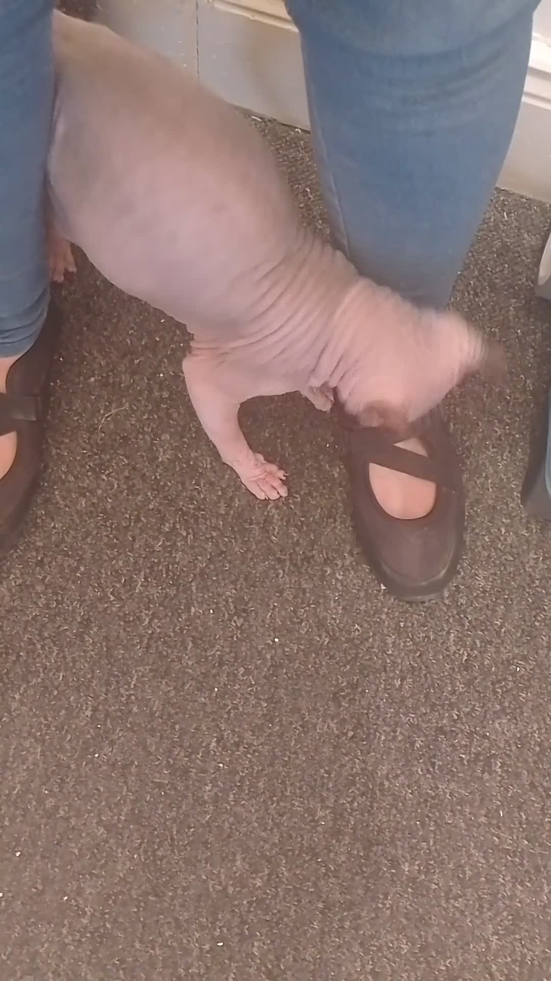 Sphynx cats for sale: Stunning 8 month old Elf Sphynx for sale - Video 1