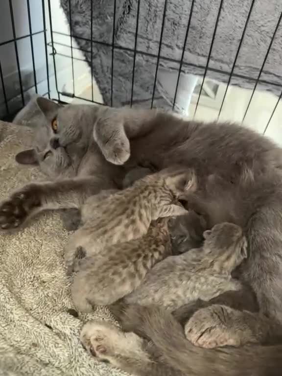 British Shorthair cats for sale: British shorthair kittens  - Video 3