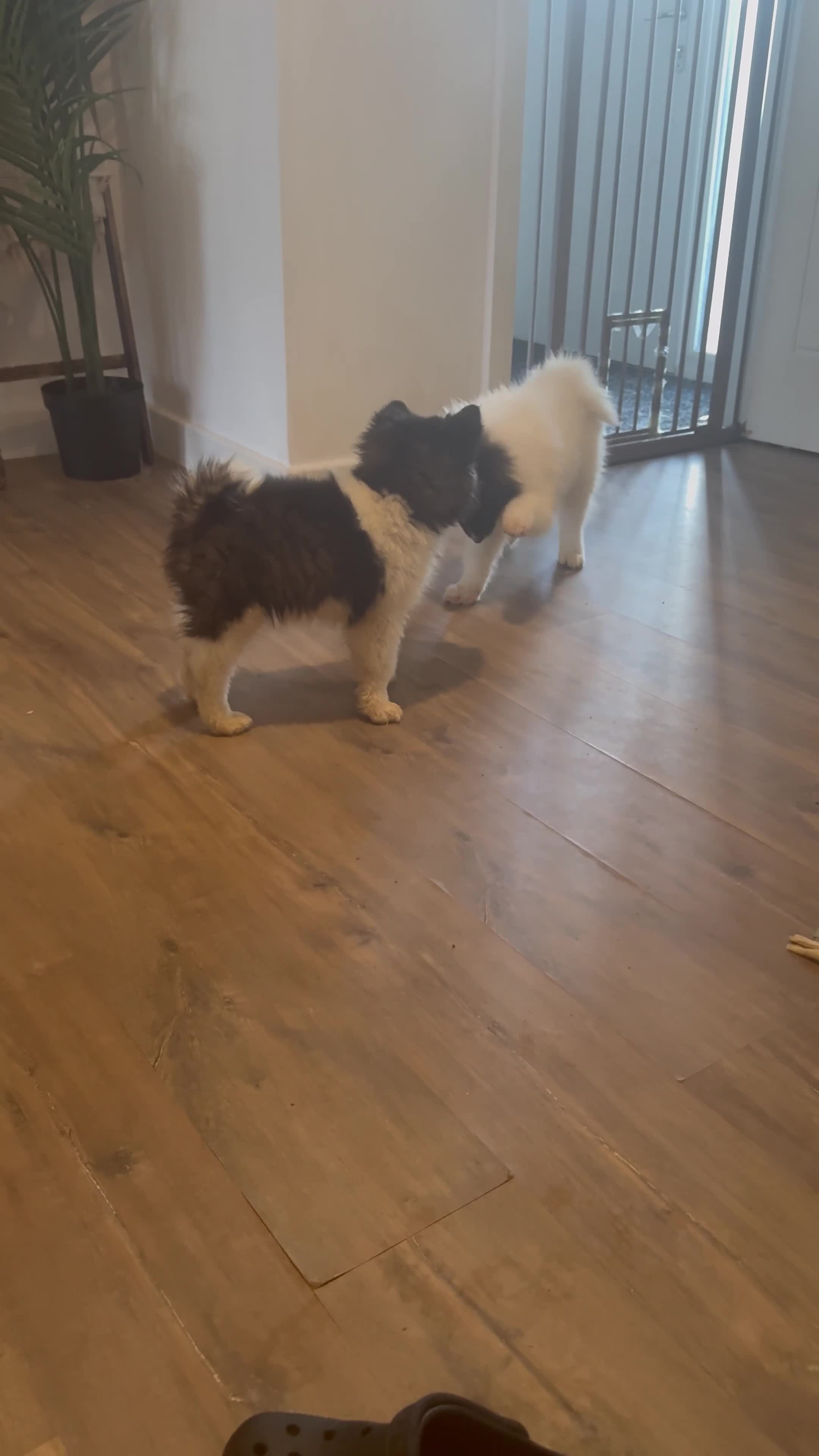 Akita dogs for sale: Quality Family Raised American Akita Puppies - Video 2