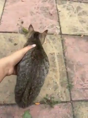 British Shorthair cats for sale: 5 cute British shorthair breed kittens  in Ilford - Video 2
