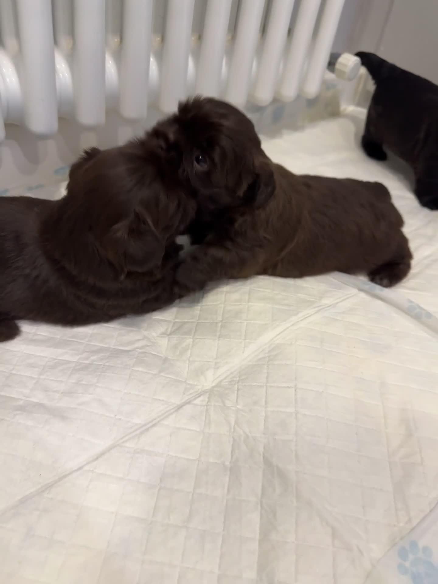 Shih Tzu dogs for sale: ✨ Exceptional Shih Tzu Puppies – Available✨ - Video 2