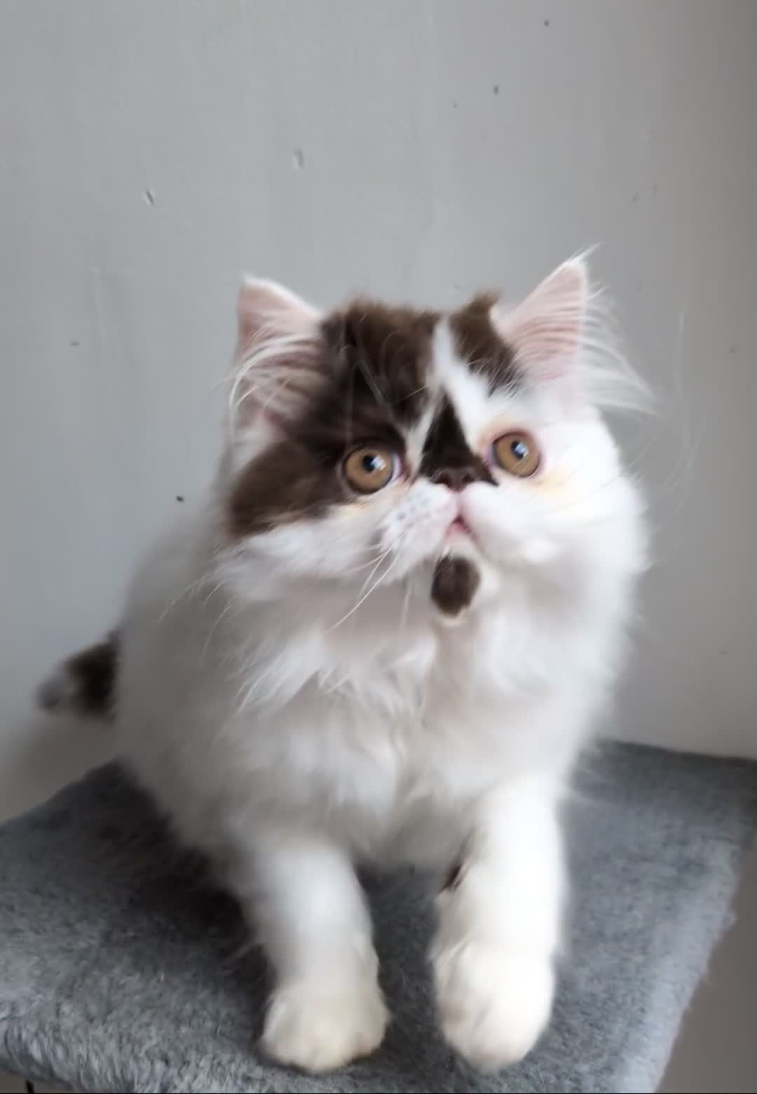 Persian cats for sale: Last Two Stunning Persian Babies  - Video 2