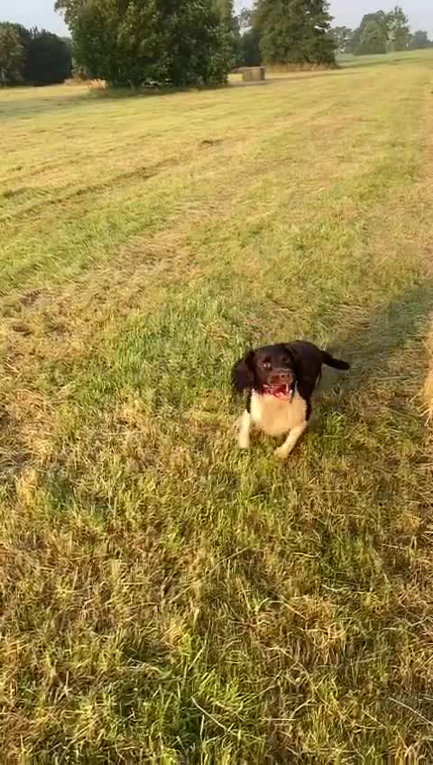 English Springer Spaniel dogs for stud: Working English Springer Spaniel Stud Health Test in Chelmsford - Video 2