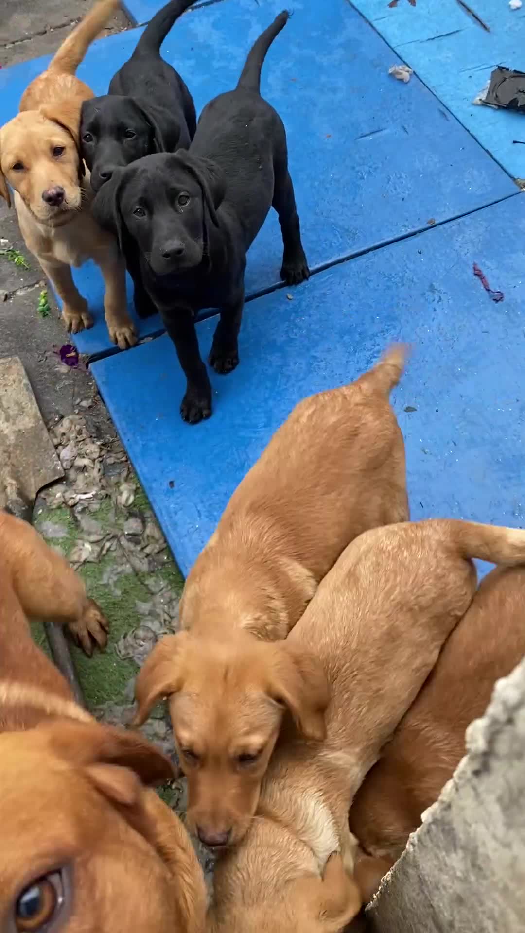 Labrador Retriever dogs for sale: Ready to leaveNOW Kc Labrador puppy ALL injections - Video 4