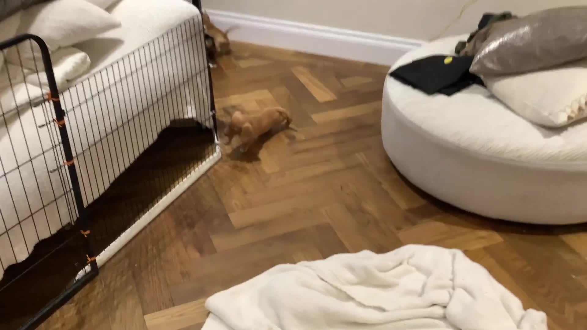 Miniature Dachshund dogs for sale: Miniature dachshund pups.KC REG& Council Licensed  - Video 2