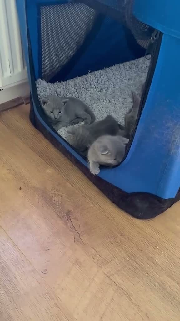 Russian Blue cats for sale: TICA 5* pedigree Russian Blue Kittens - Video 1