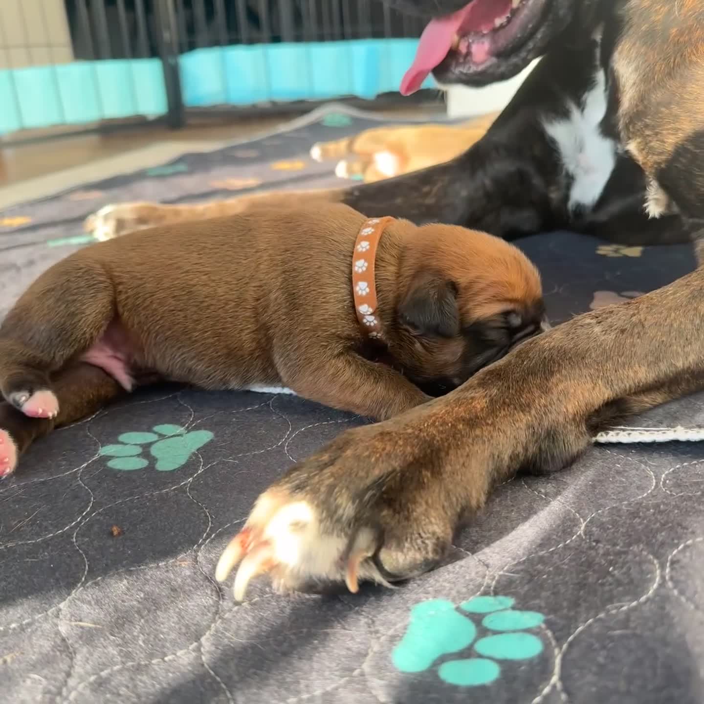 Boxer dogs for sale: KC Registered Boxer Puppies – Ready to Reserve - Video 1