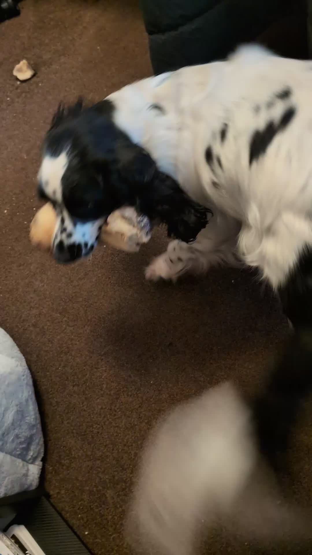 Sprocker dogs for sale: Looking for a new home please read info - Video 2