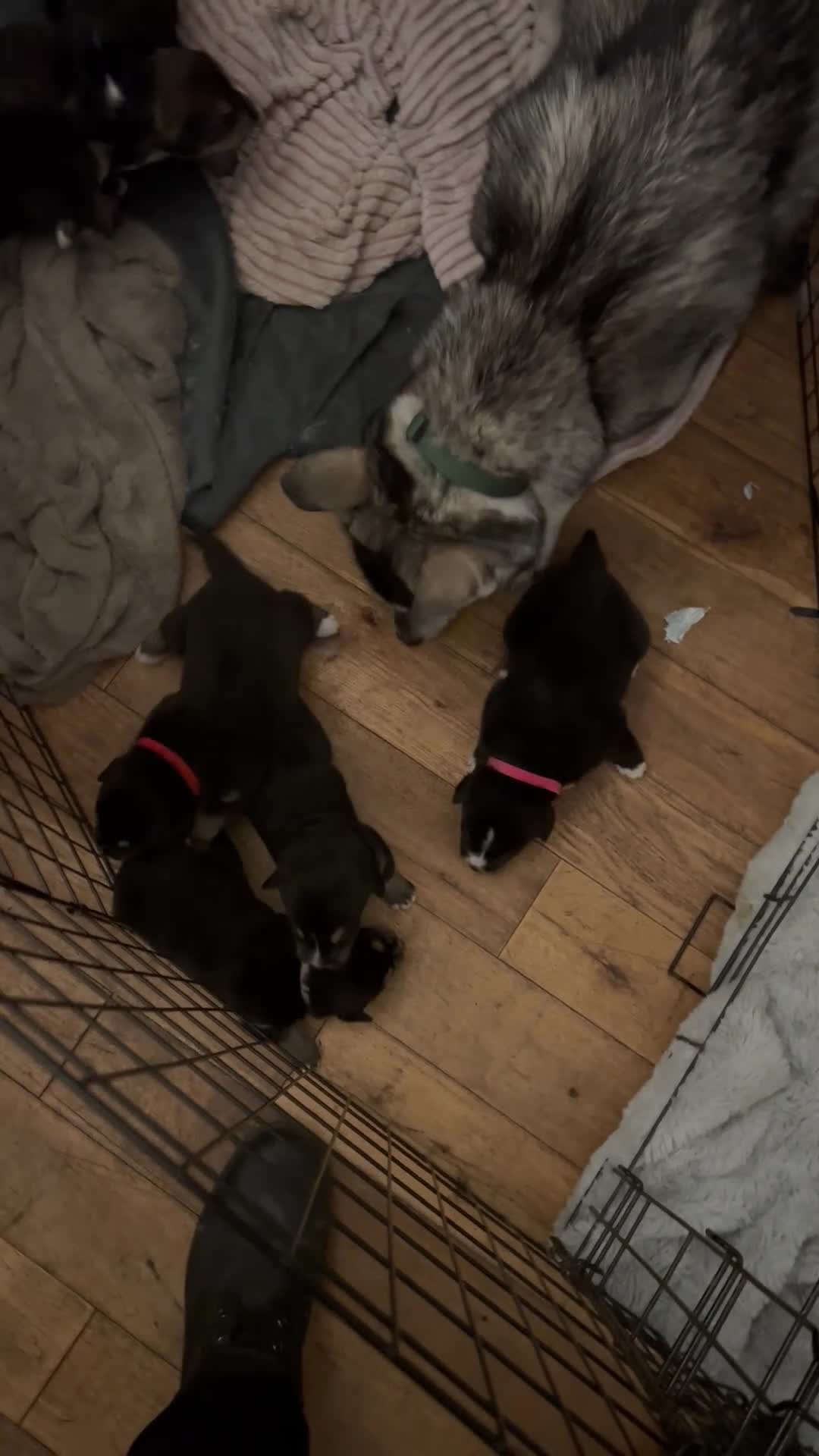 Mixed Breed dogs for sale: Bernese X Huskydor Pups - Video 1