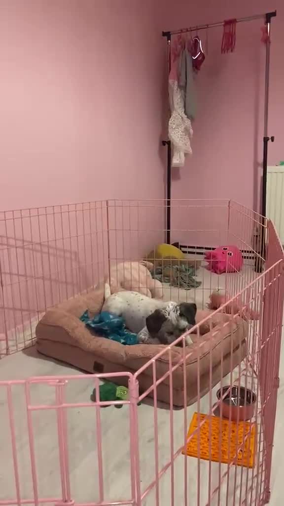 Mixed Breed dogs for sale: Cockerbull x staff Rehoming  in London - Video 1