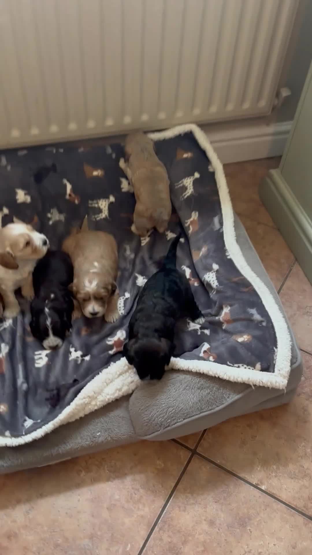 Cockapoo dogs for sale: Stunning F1 Cockapoos from H/Tested KC Parents!! - Video 1