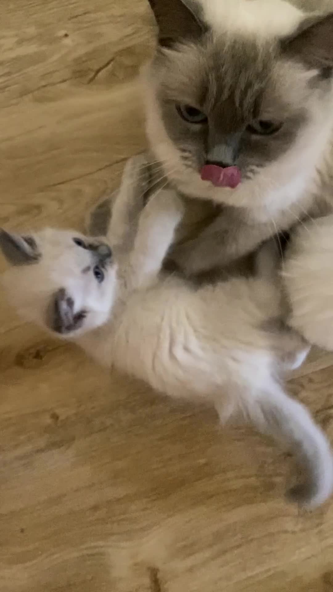 Ragdoll cats for sale: Pure breed ragdolls . Ready to leave SOON  - Video 4