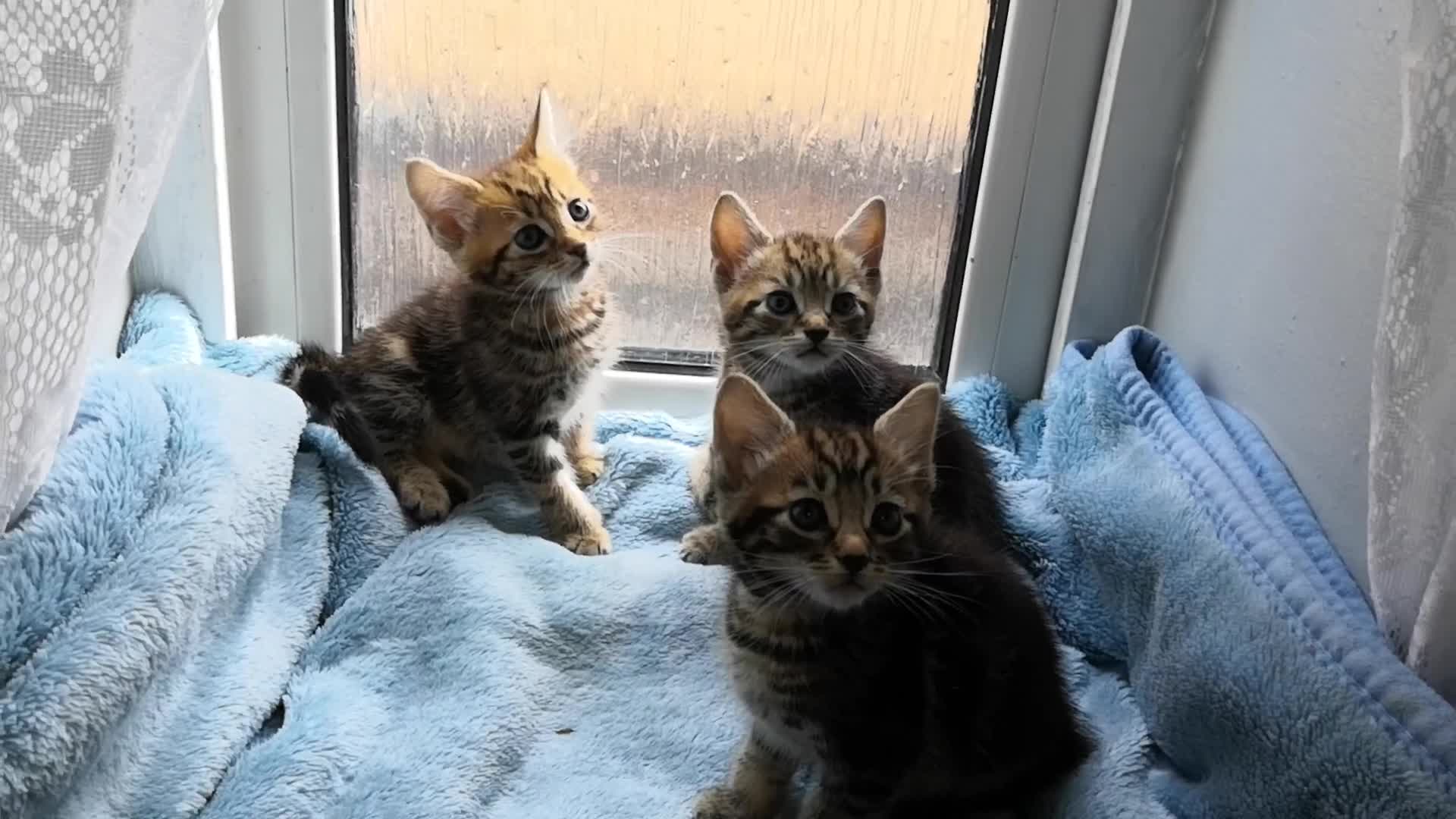 Mixed Breed cats for sale: Beautiful Male kittens VIDEOS - Video 2