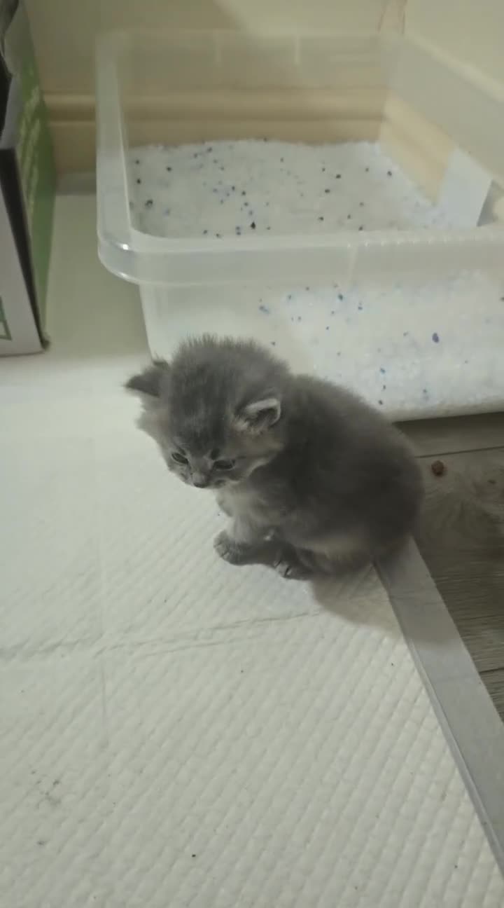 Mixed Breed cats for sale: 7 week old Persian mix breed  in Newton Abbot - Video 1