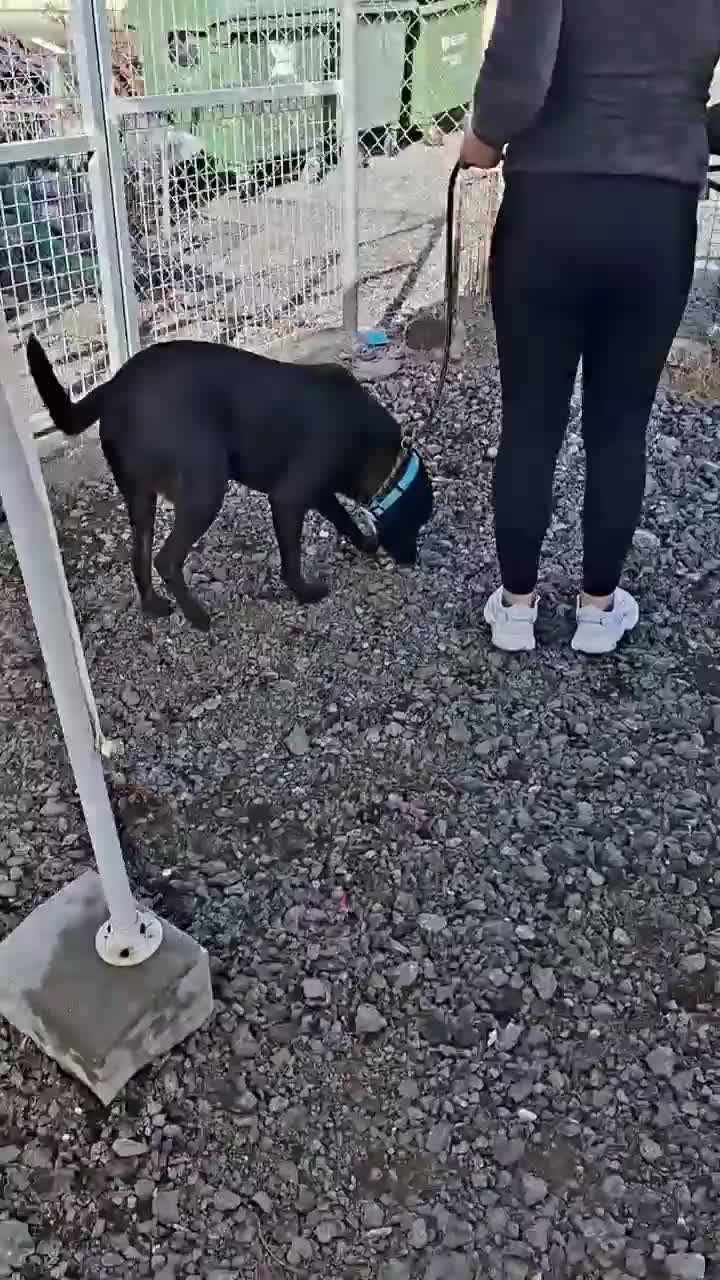 Mixed Breed dogs for adoption: Kofi foster or adopt please - Video 3