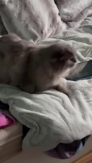 Siberian Husky dogs for stud: For stud only (quality proven stud ) in Wakefield - Video 4