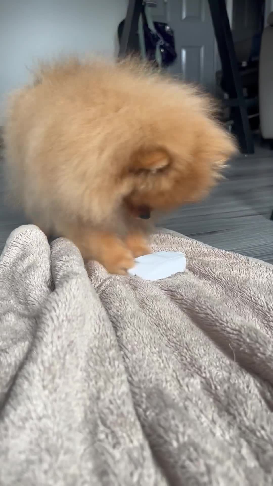 Pomeranian dogs for sale: 💗Last girl left! Royal Orange Pomeranian Pedigree - Video 5
