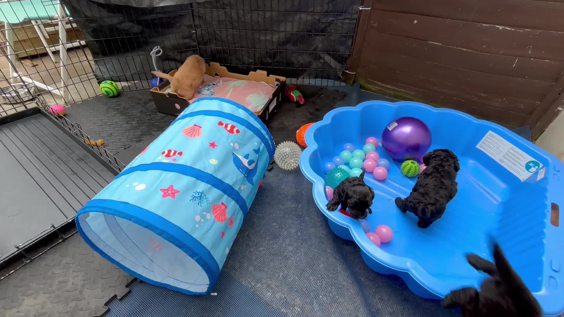 Cockapoo dogs for sale: READY NOW 1 Male F2 Cockapoo puppy - Video 1