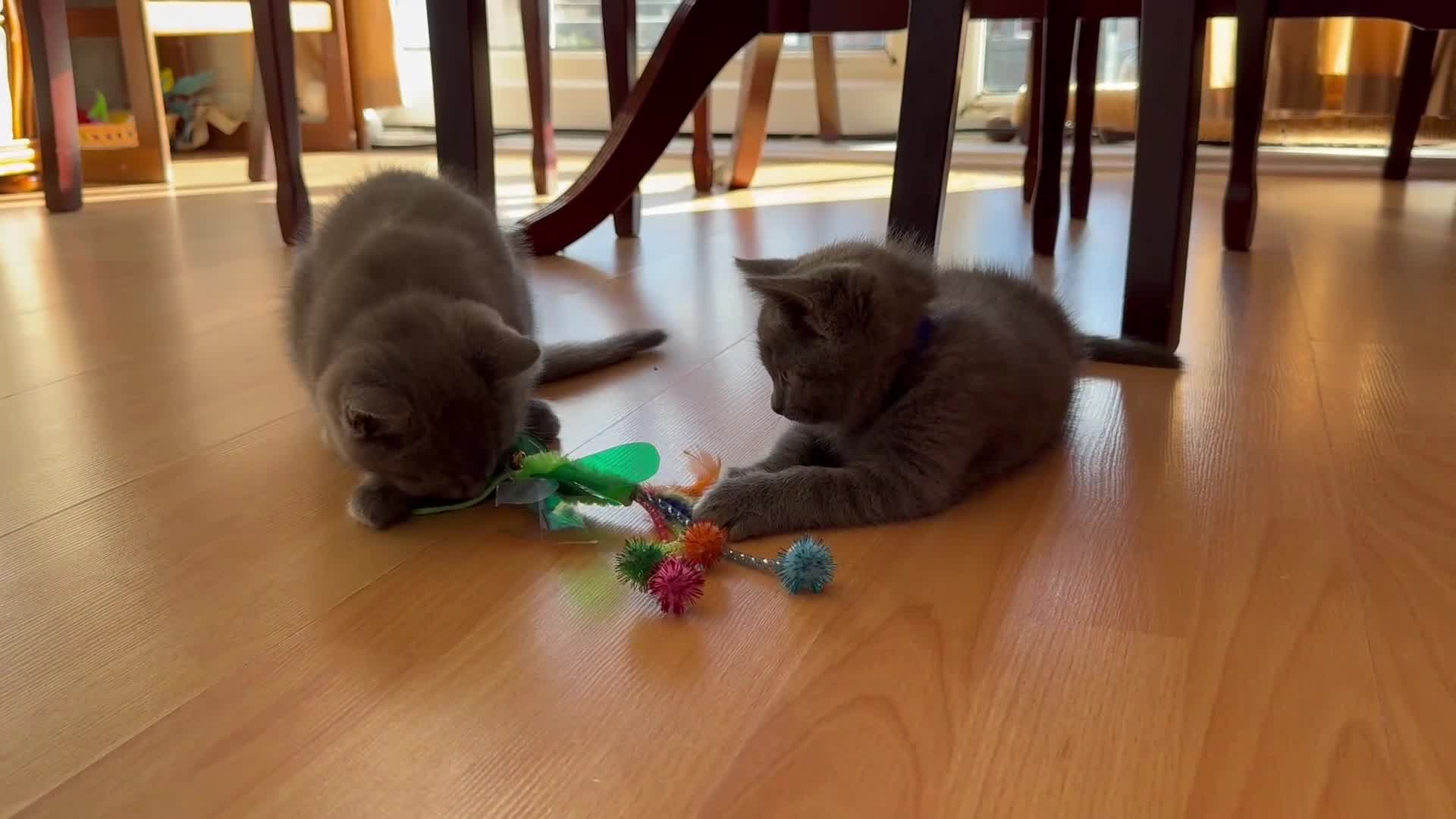 British Shorthair cats for sale: Adorable British Shorthair kittens - Blue & Choco - Video 1