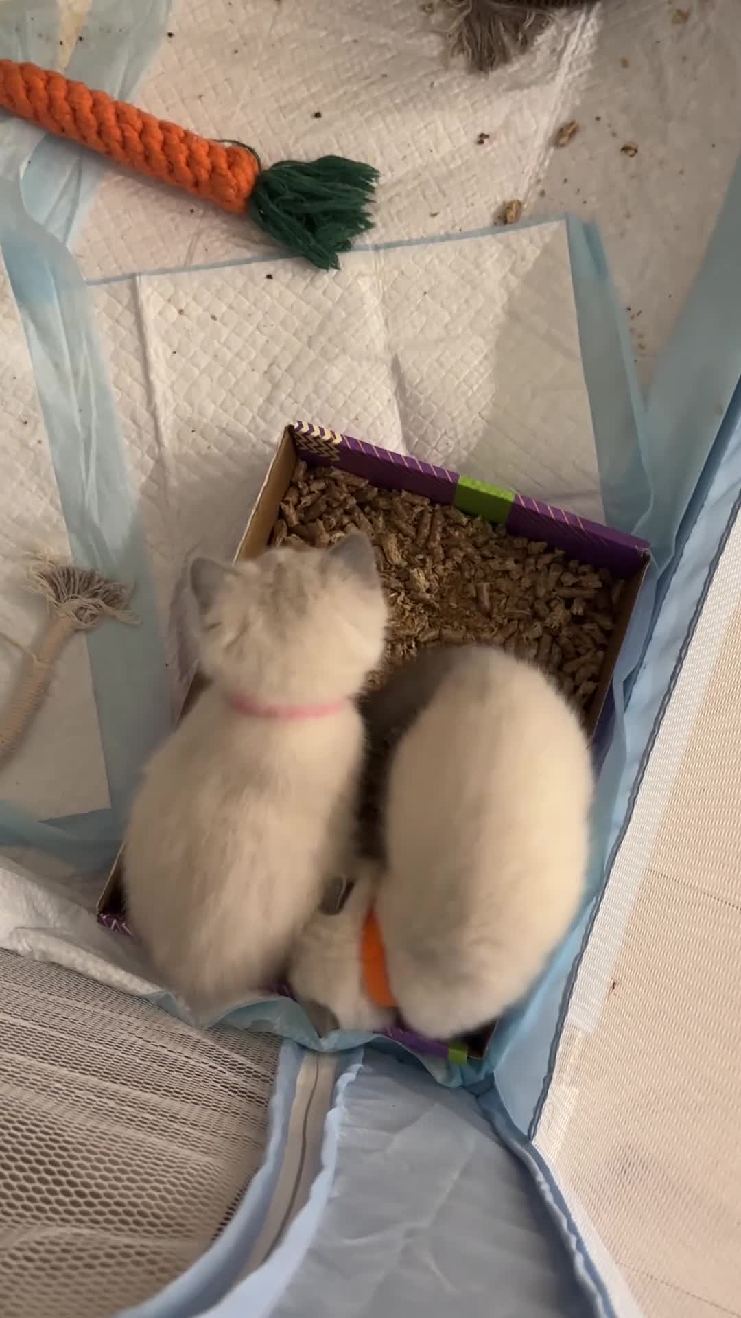 Mixed Breed cats for sale: Beautiful Ragdoll x BSH Kittens – 4 Available - Video 1