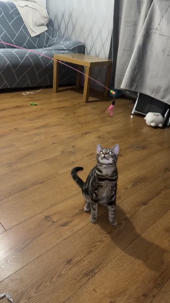 Mixed Breed cats for sale: Beautiful Bengal Cross Tabby Boy – 6 Months Old ❤️ - Video 1