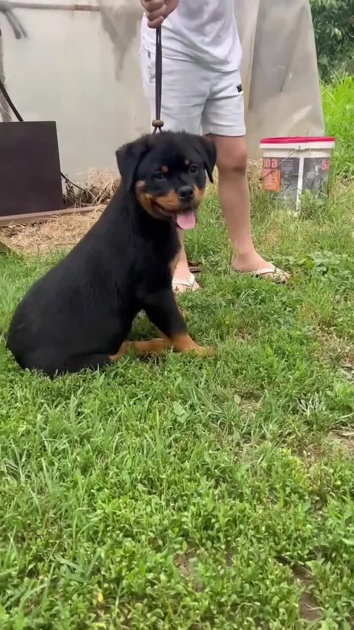Rottweiler dogs for sale: Rottweiler  - Video 3
