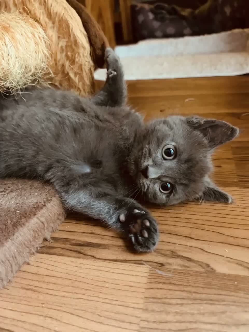 Mixed Breed cats for sale: Adorable Little Boy Looking for His Forever Home! - Video 1