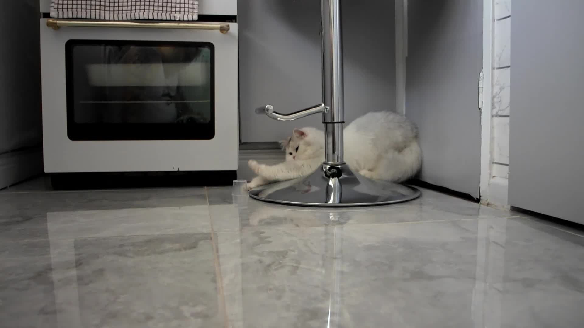 Persian cats for sale: Persian chinchilla silver back in Walsall - Video 1