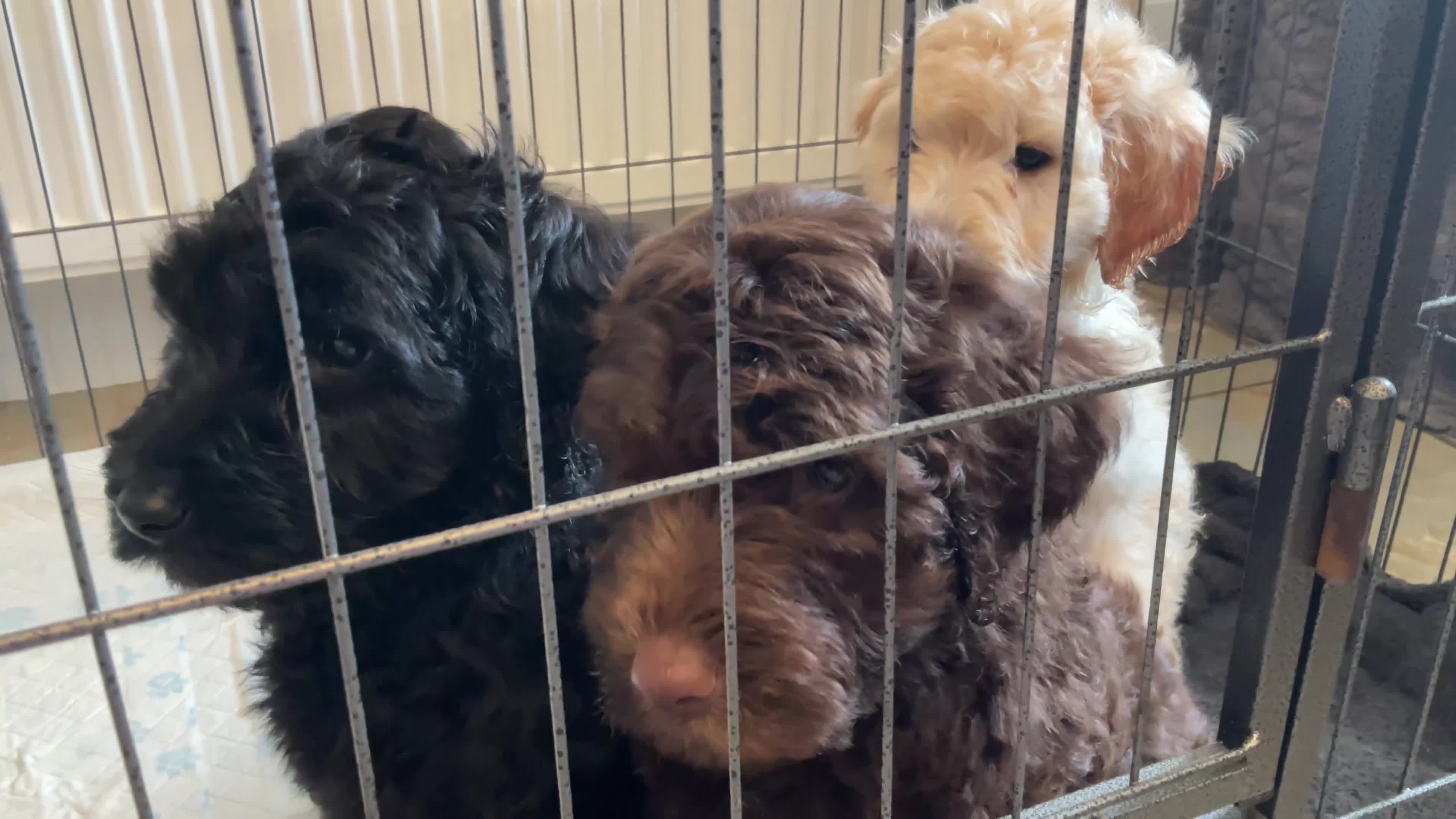 Double Doodle dogs for sale: 3 PREMIUM LARGE MULTIGEN DOUBLE DOODLE BOYS 🐾🐾🐾 - Video 1
