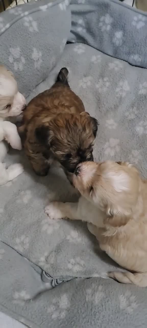 Maltipoo dogs for sale: Maltipoo puppies  in Durham - Video 1