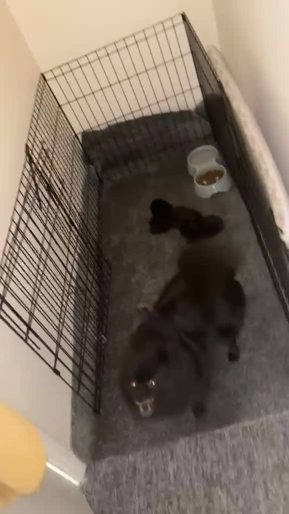 Pomeranian dogs for sale: Miniature Pomeranian  in Guildford - Video 2