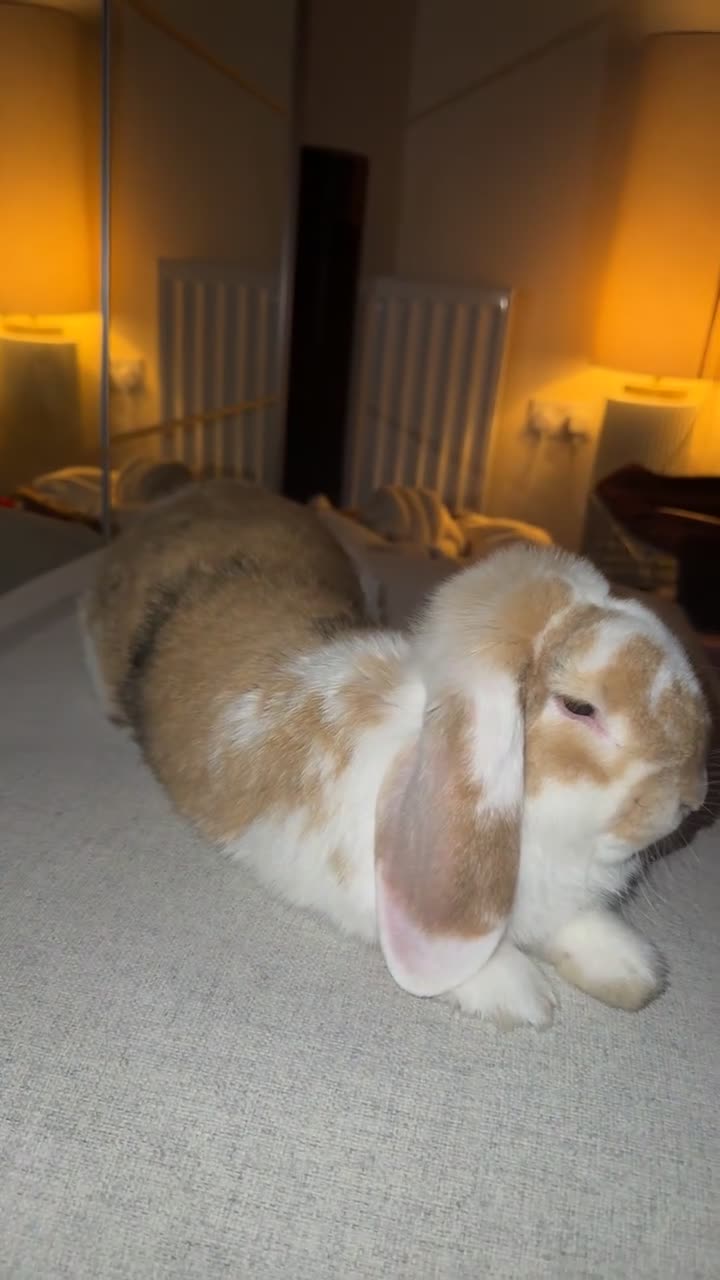 French Lop rabbits for sale: French Lop Buck 9’months for sale - Video 1