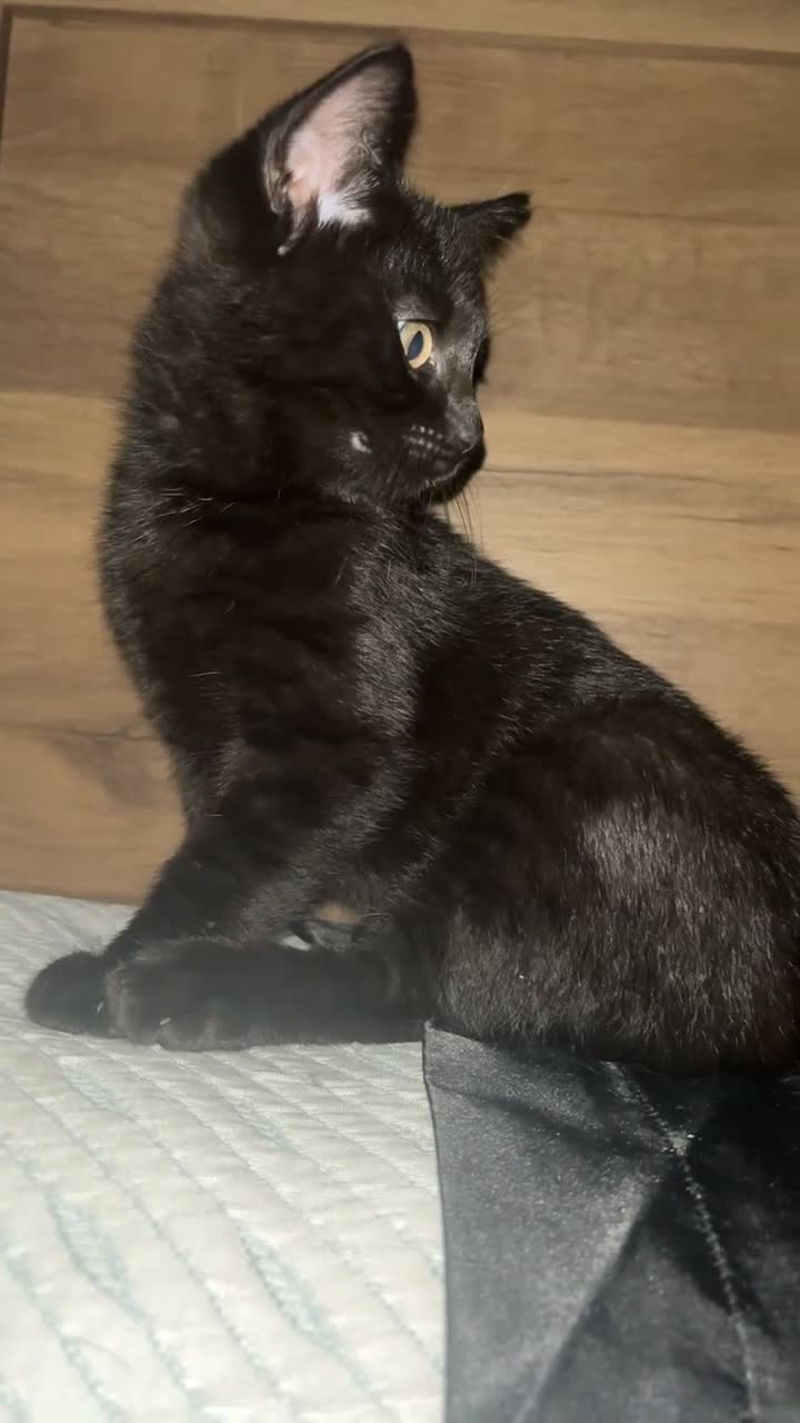 Bengal cats for sale: Bengal cross British shorthair kittens  - Video 1